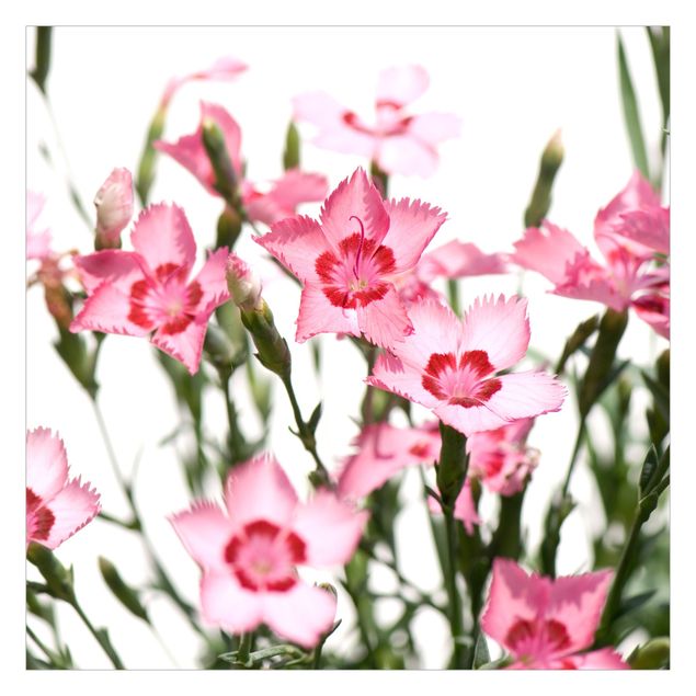 Carta da parati - Pink Flowers