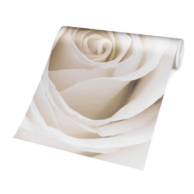 Carta da parati - Pretty White Rose