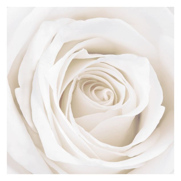 Carta da parati - Pretty White Rose