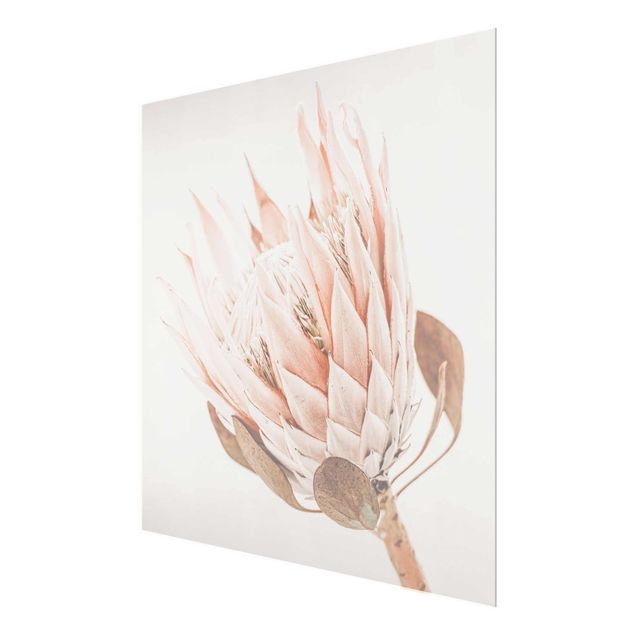 Quadro in vetro - Protea regina dei fiori