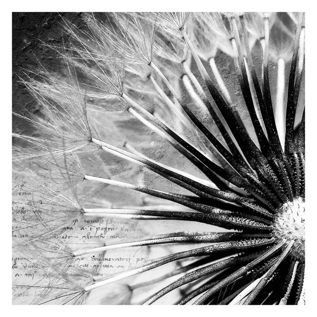 Carta da parati - Dandelion Black & White