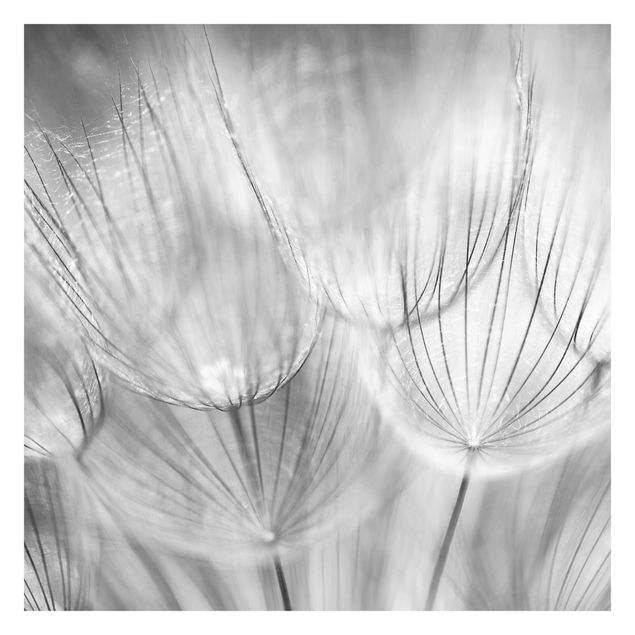Carta da parati - Dandelions macro shot in black and white