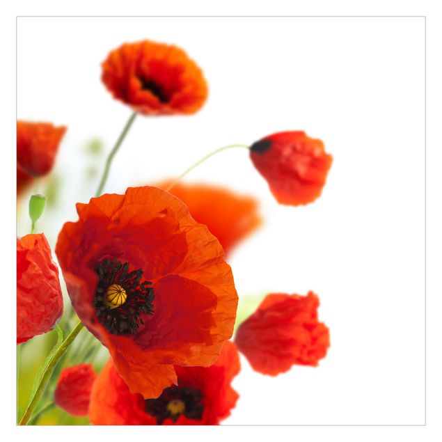 Carta da parati - Radiant Poppies