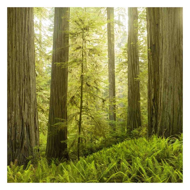 Carta da parati - Redwood State Park Forest View