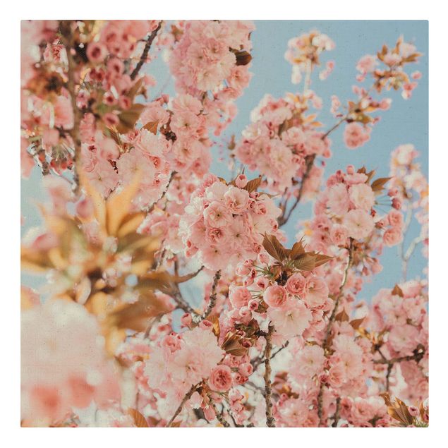 Quadro su tela naturale - Meravigliosi fiori di ciliegio rosa - Quadrato 1:1