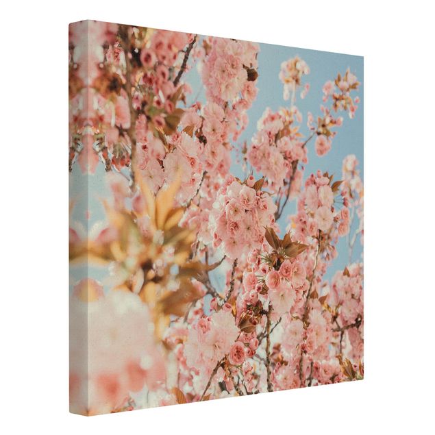 Quadro su tela naturale - Meravigliosi fiori di ciliegio rosa - Quadrato 1:1