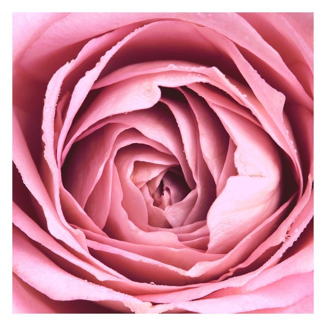 Carta da parati - Pink Rose Blossom