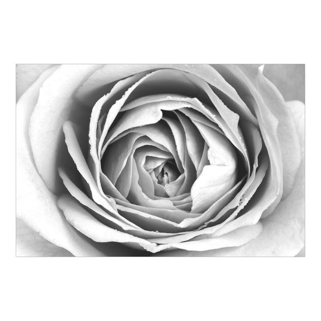 Carta da parati - Fioriture di rose in rosa bianco e nero