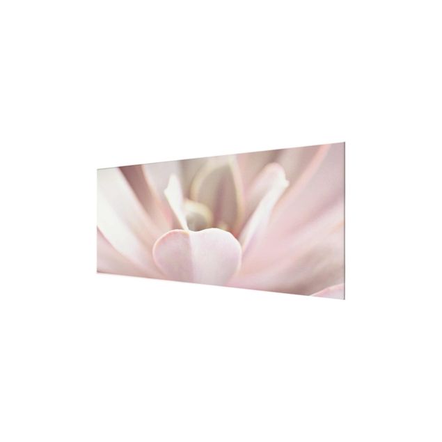 Quadro in vetro - Fiori di pianta grassa rosati