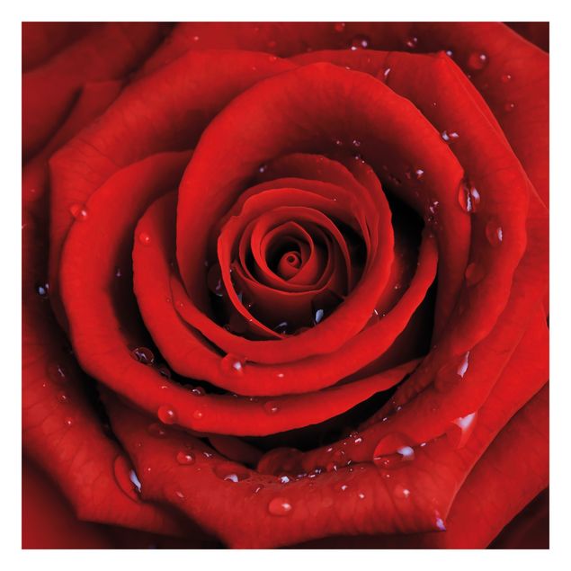 Carta da parati - Red rose with water drops