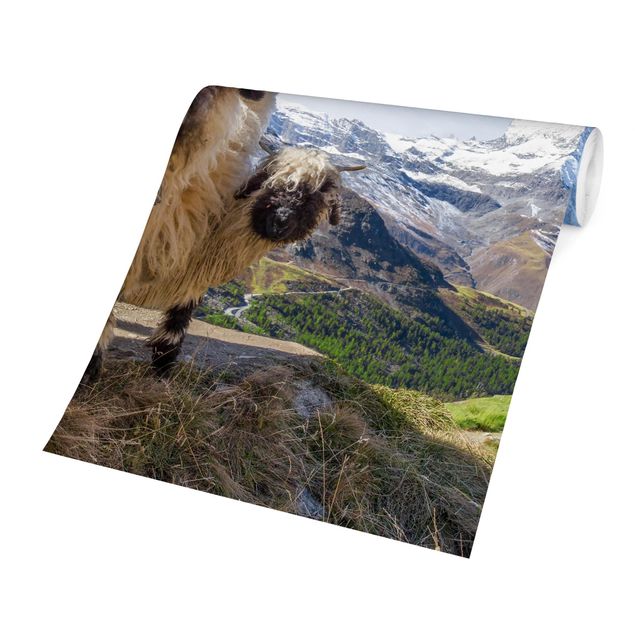 Carta da parati - Pecore naso nero di Zermatt