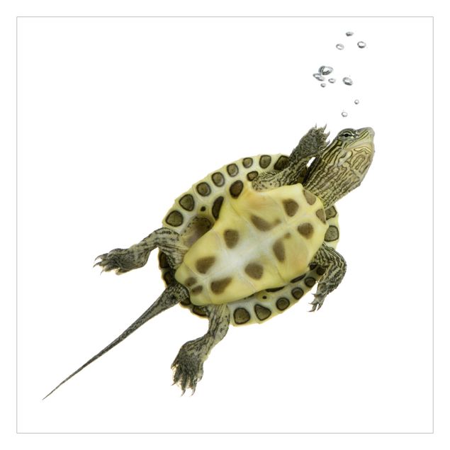 Carta da parati - Go ahead turtle