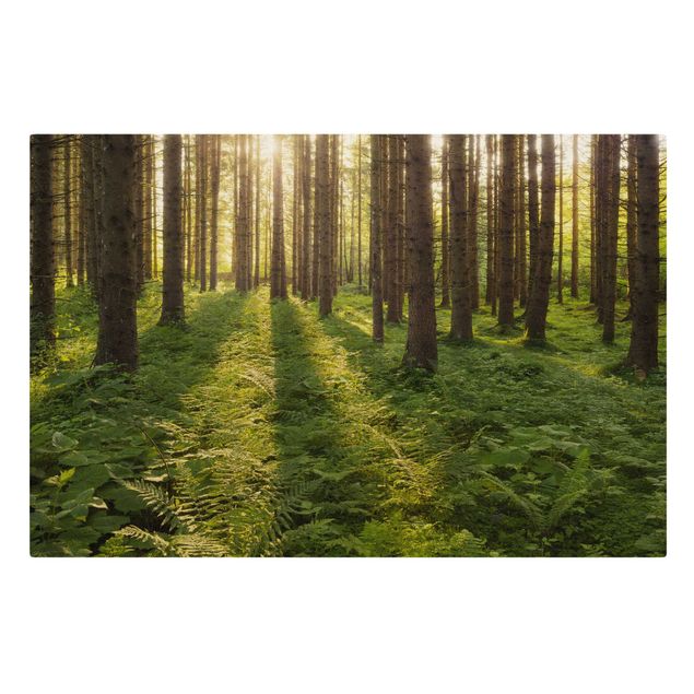 Quadro su tela naturale - Raggi del sole nella foresta verde - Formato orizzontale 3:2