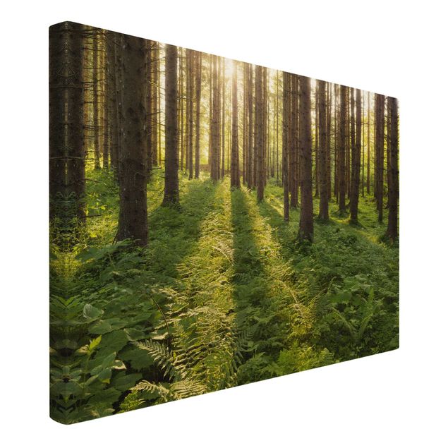 Quadro su tela naturale - Raggi del sole nella foresta verde - Formato orizzontale 3:2