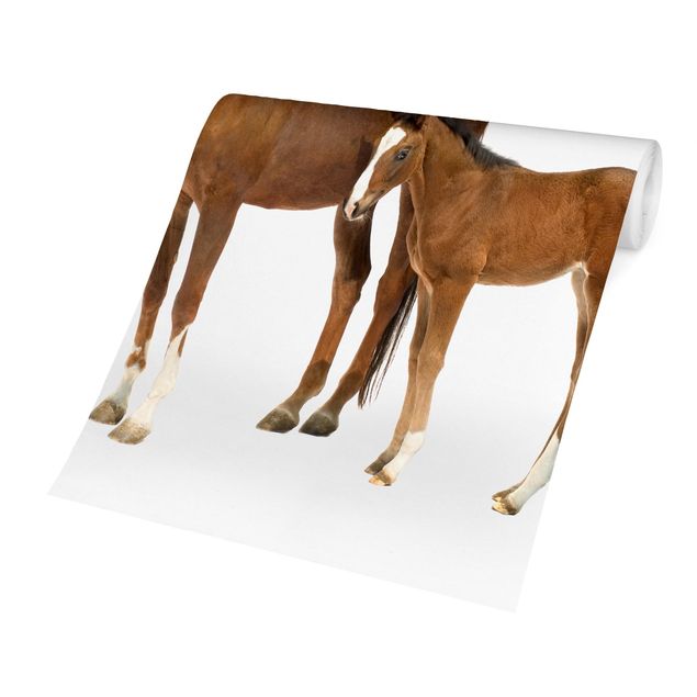 Carta da parati - Mare & Foal