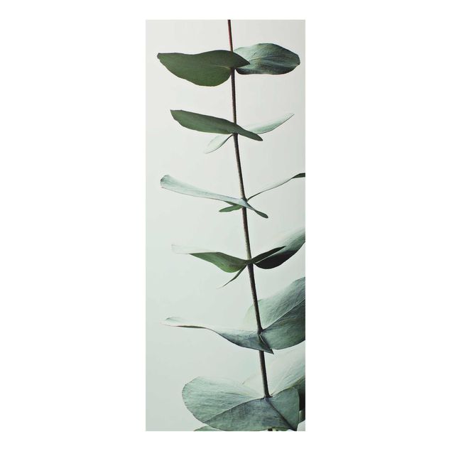 Quadro in vetro - Ramo di eucalipto simmetrico