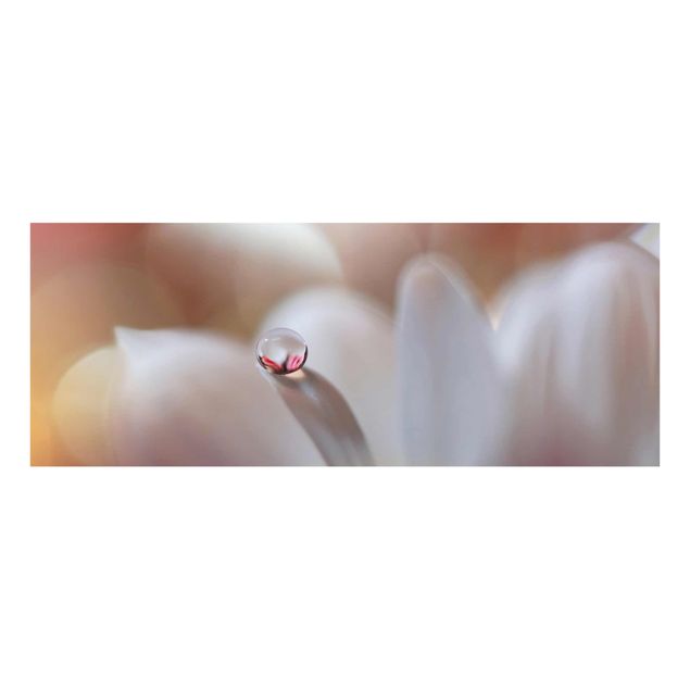 Quadro in vetro - Goccia di rugiada su fiore rosa
