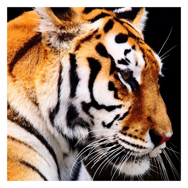 Carta da parati - Tiger Beauty