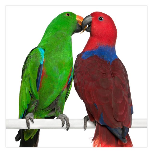 Carta da parati - Lovers parrots