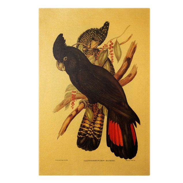 Stampe su tela vintage Illustrazione vintage Cacatua nero Oro nero