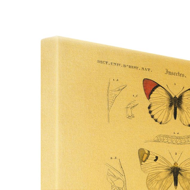 Stampa su tela - Vintage Consiglio Farfalle II - Verticale 3:2