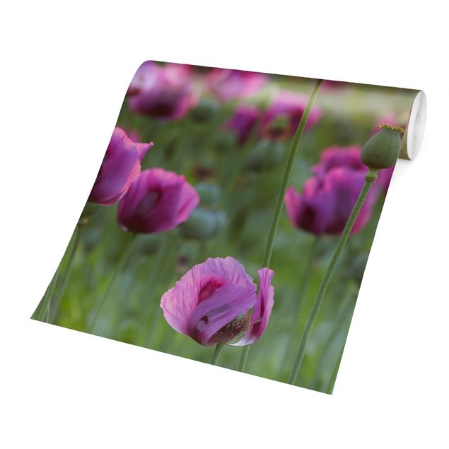 Carta da parati - Violet poppy flowers meadow in spring