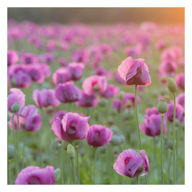 Carta da parati - Violet poppy flowers meadow in spring