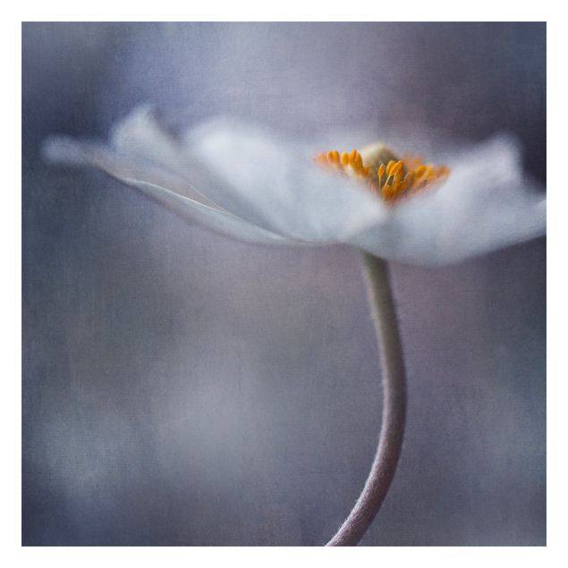 Carta da parati - Anemone Fiore bianco