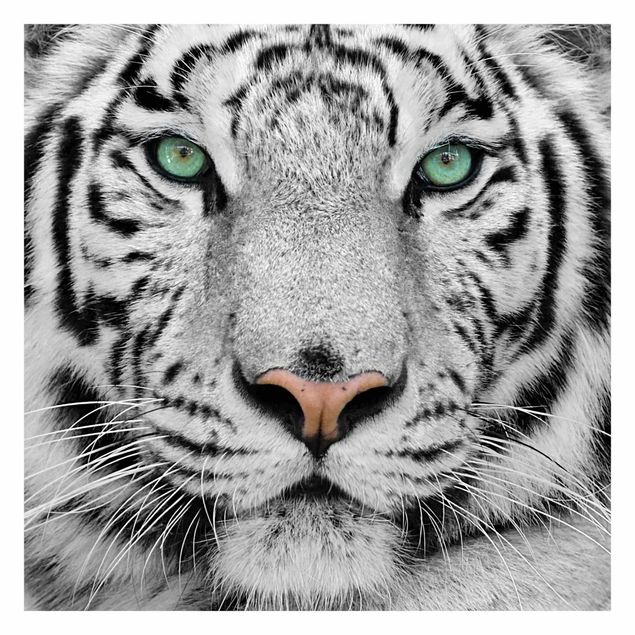 Carta da parati - White Tiger