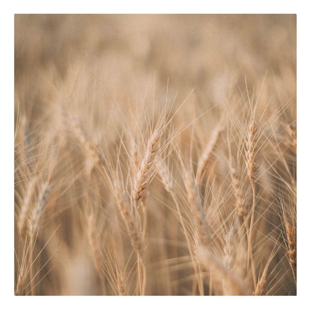 Quadro su tela naturale - Campo di grano - Quadrato 1:1