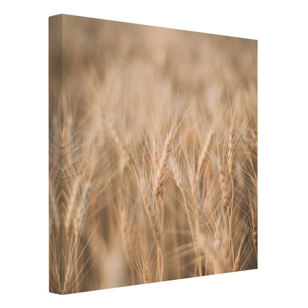 Quadro su tela naturale - Campo di grano - Quadrato 1:1