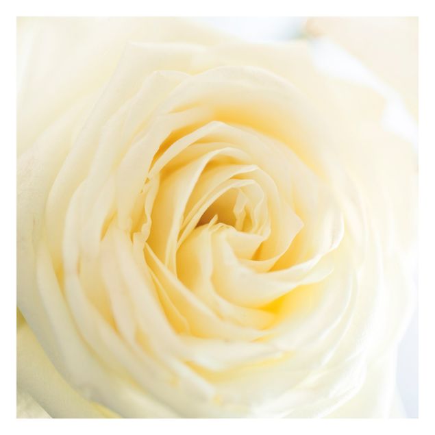 Carta da parati - White Rose