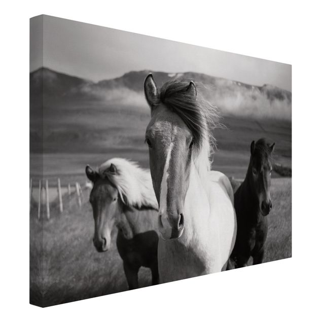 Riproduzione quadri su tela Cavalli selvaggi in bianco e nero