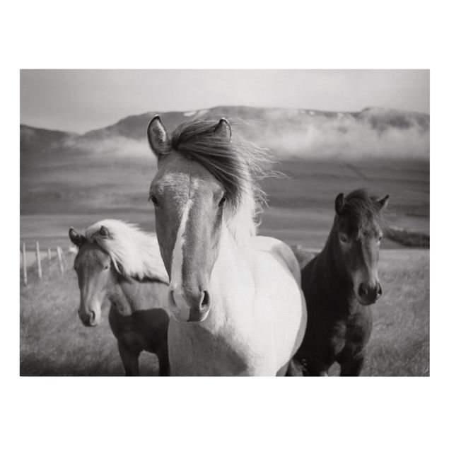 Quadri su tela animali Cavalli selvaggi in bianco e nero