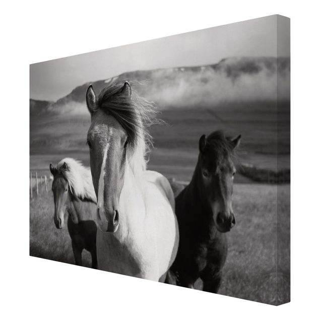 Quadri moderni per soggiorno Cavalli selvaggi in bianco e nero