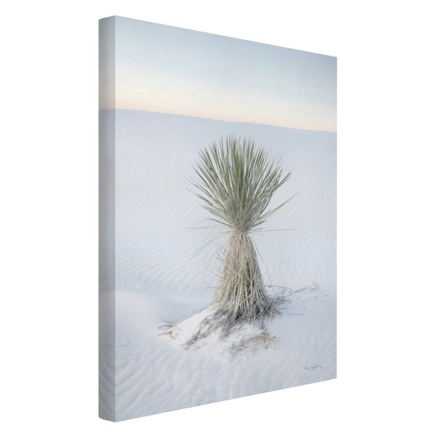 Stampe su tela Palma Yucca nella sabbia bianca