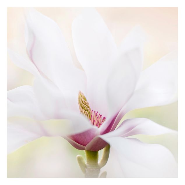 Carta da parati adesiva floreale - Delicata magnolia in fiore - Formato quadrato
