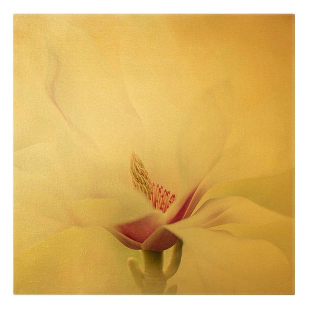 Stampa su tela - Delicate Magnolia Blossom - Quadrato 1:1