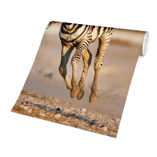 Carta da parati - Zebra foal