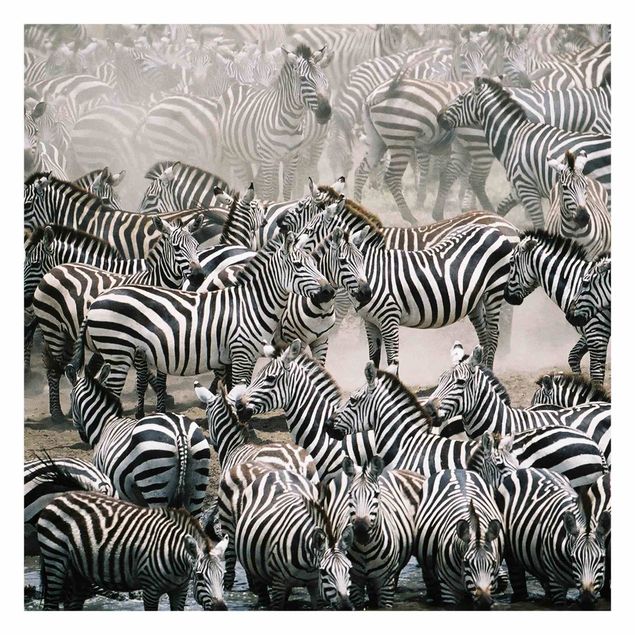 Carta da parati - Zebra herd