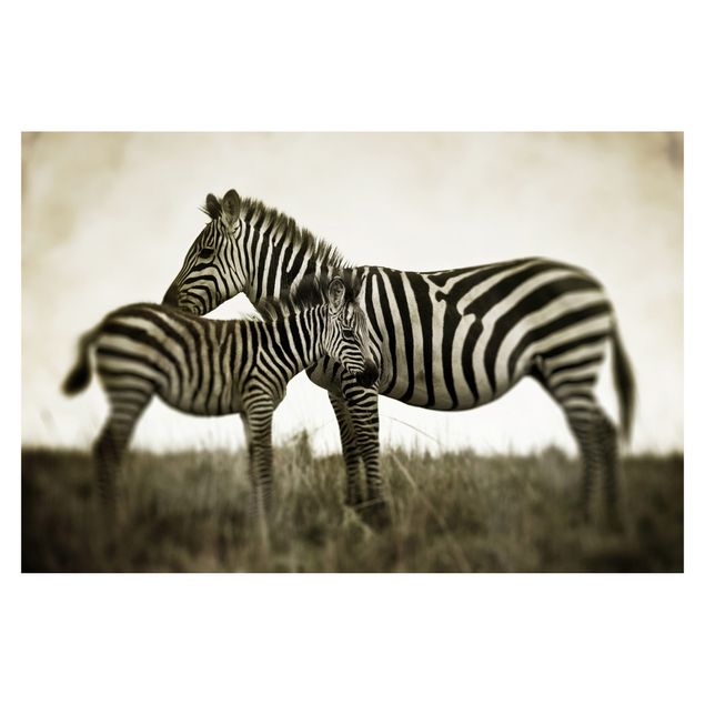 Carta da parati - Zebra Pair