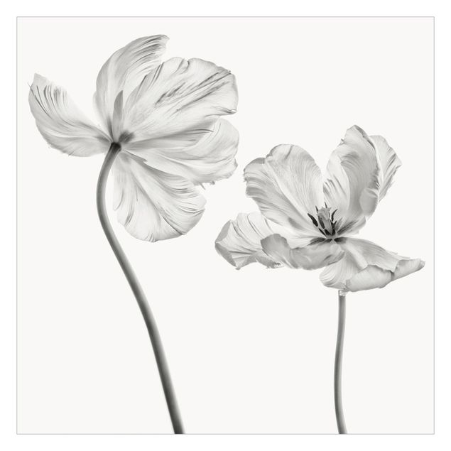Carta da parati - Due delicati tulipani bianchi