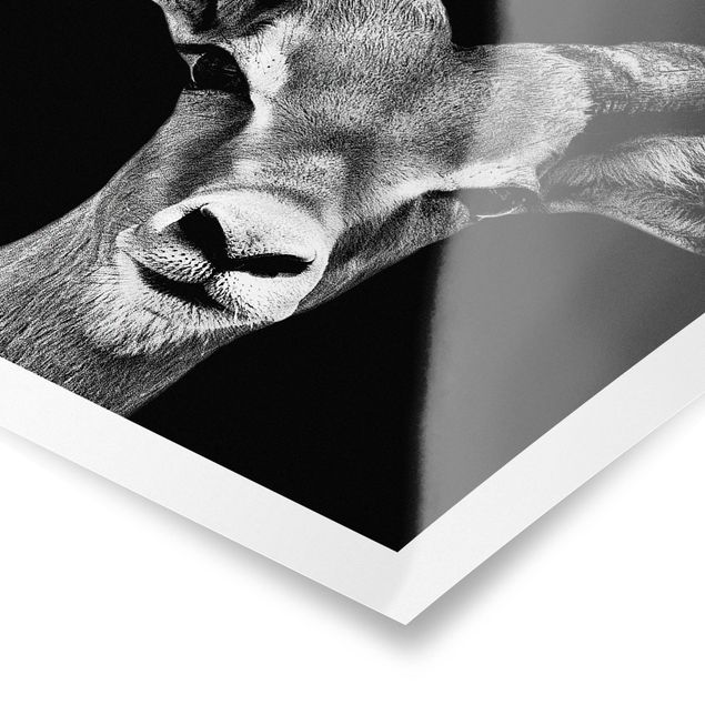 Poster - Impala Antelope bianco e nero - Verticale 3:2