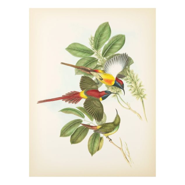 Stampa su Forex - Illustrazione Vintage Tropical Birds III - Verticale 4:3