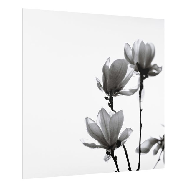 Paraschizzi in vetro - Magnolia che sboccia in primavera bianco e nero - Quadrato 1:1