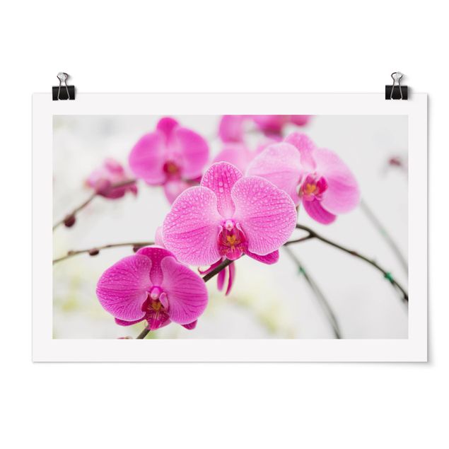 Poster - vicino Orchid - Orizzontale 2:3
