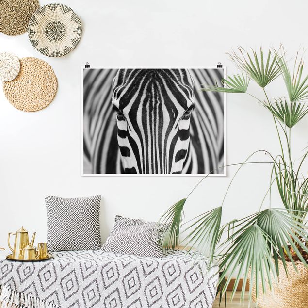 Poster bianco e nero formato orizzontale Sguardo da zebra