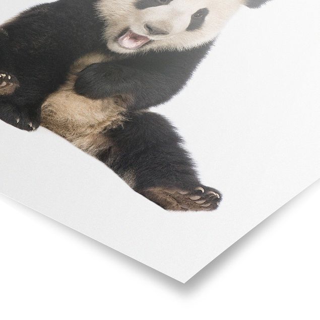 Poster - ridere Panda - Quadrato 1:1