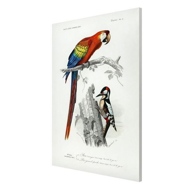 Lavagna magnetica - Consiglio d'epoca pappagallo Blu Rosso - Formato verticale 2:3