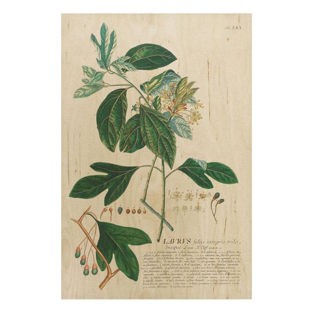 Stampa su legno - Vintage botanica Laurel - Verticale 3:2